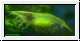 aquaristika.de